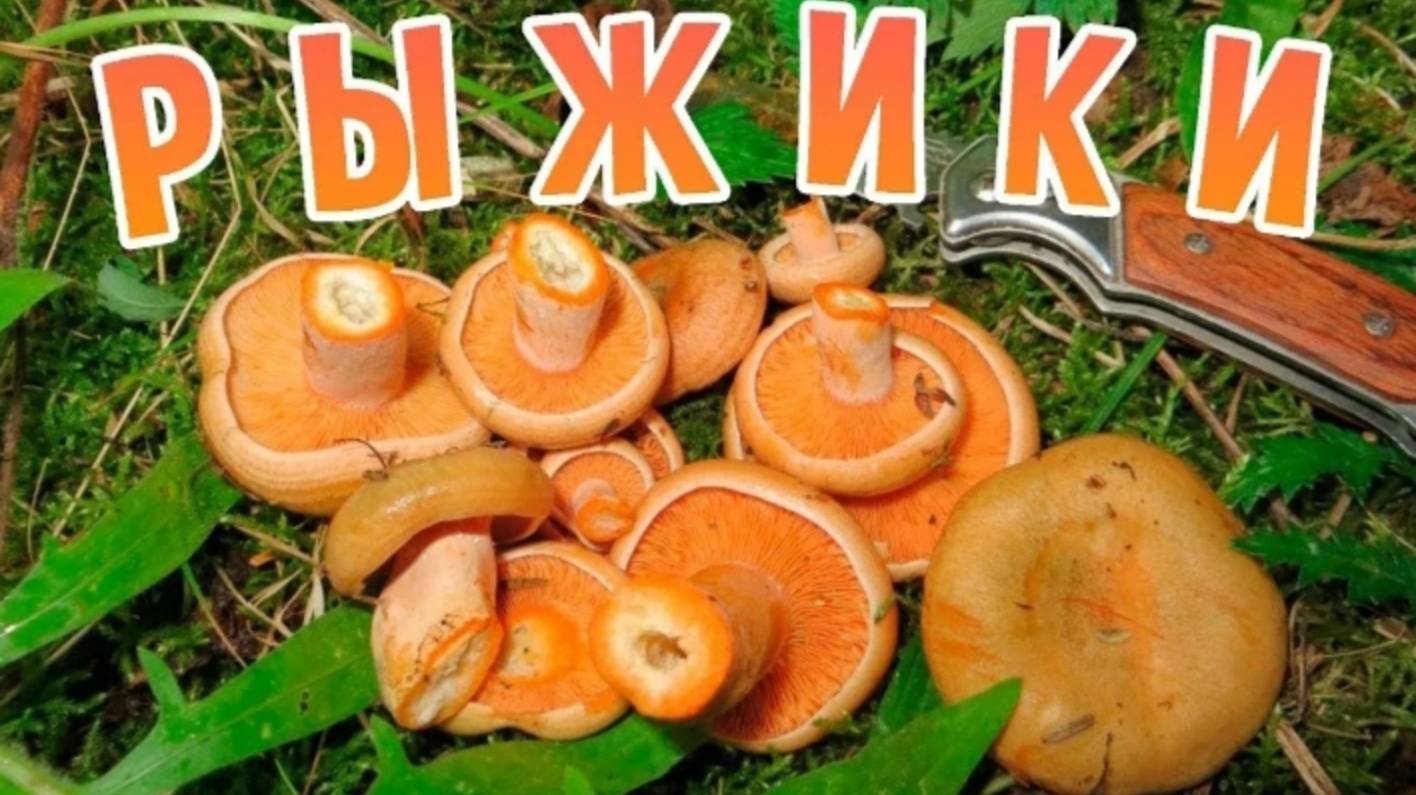 В лес за Грибами. Собираем Рыжики