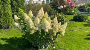 Меджикал Мунлайт (Megical Moonlight) - гортензия со сказочным названием «Волшебный лунный свет»🧚