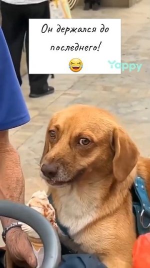 #котики #кошка #киса #домашниеживотные #кошки #пес #собакадругчеловека #собака #собаки #щенок #мимим