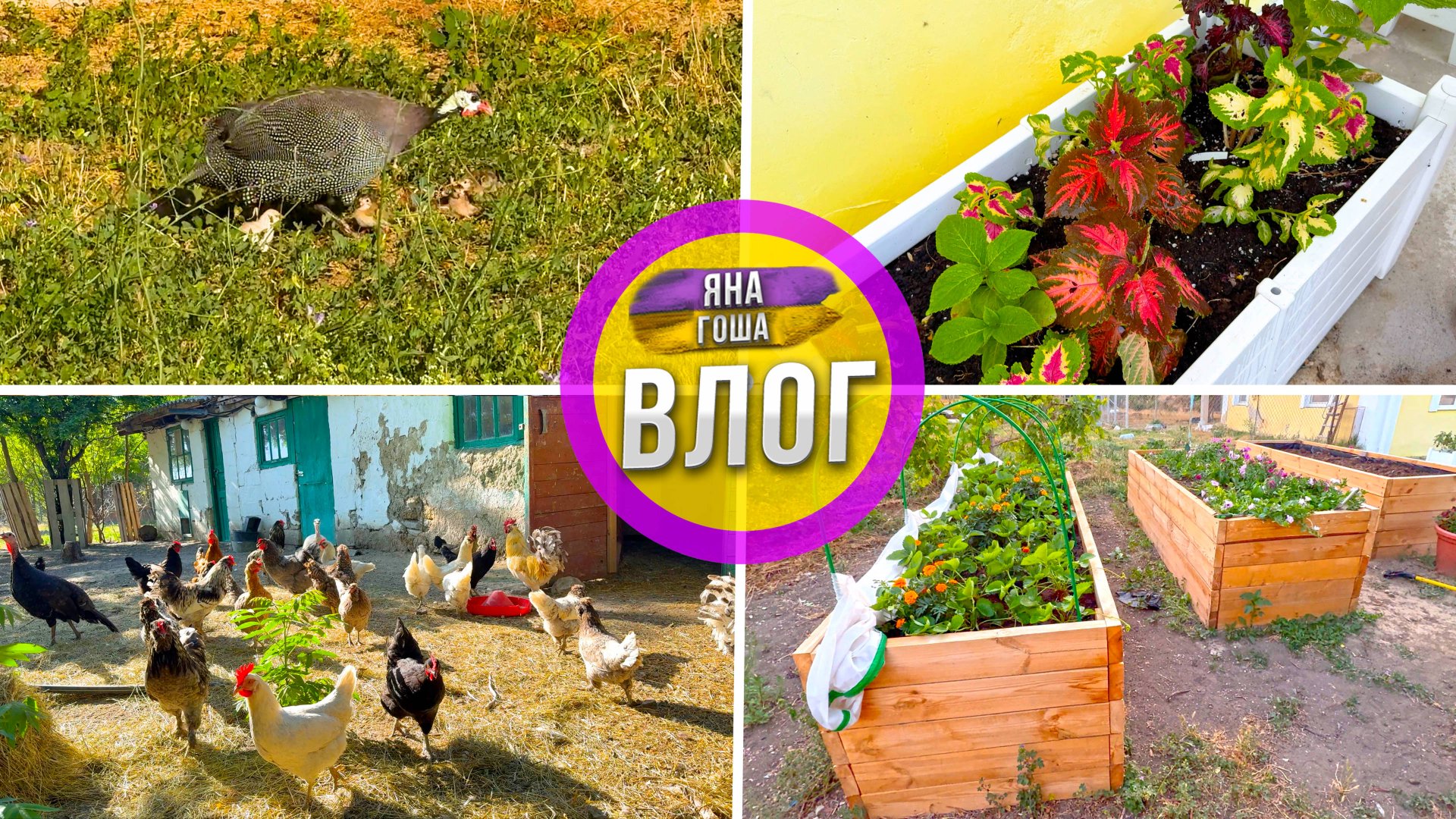 Цесарка неожиданно вывела цыплят! Ходит с ними по всему селу! Козы. Курицы. Цветы. Выоские грядки. смотреть онлайн