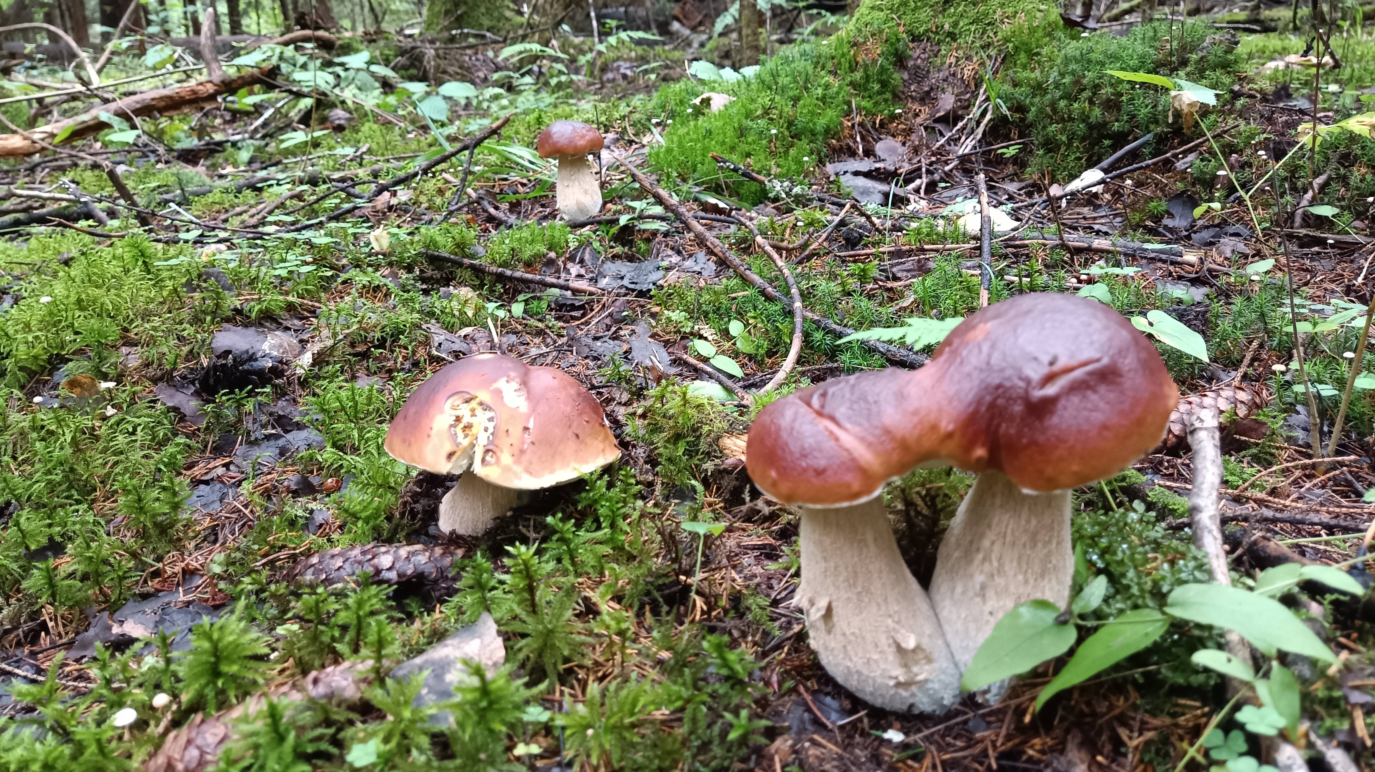 Любимые хобби. Грибы. и плету..