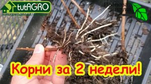 ЧЕРЕНКОВАНИЕ ГОРТЕНЗИИ ОСЕНЬЮ: это проще простого! Без замачивания и Корневина - гарантия 100 %!