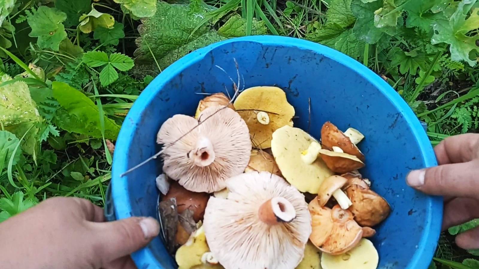 В поиске маслят! В окрестностях Межевого.