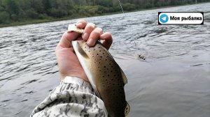 Рыбалка на хариуса реке АНЮЙ. Поймал четыре ЛЕНКА подряд. Рыбалка на ШВАБРУ. Здесь здоровый ХАРИУС.