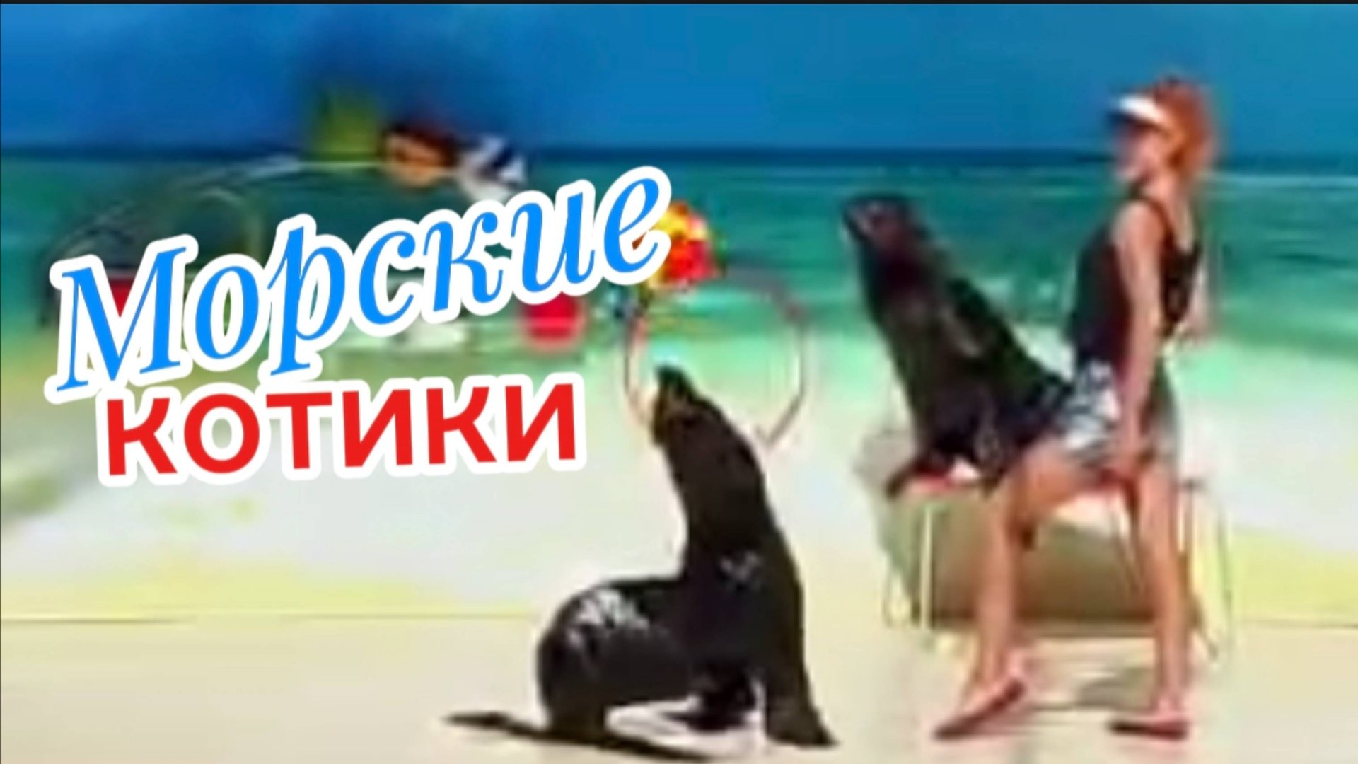 Северные морские котики в дельфинарии Коктебеля - летние шоу 2025 в Крыму. Август- сентябрь смотреть онлайн