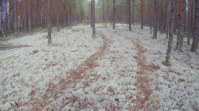 ХОЧУ В ТАЙГУ