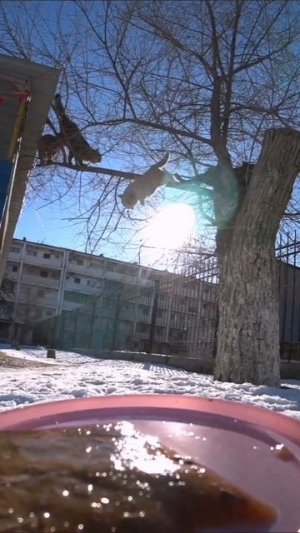 доставка для КОТИКОВ