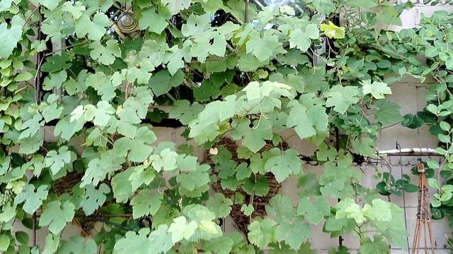 Жимолость Гекрота и Каприфоль в ягодах 2025. смотреть онлайн