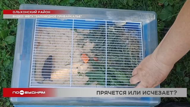 НТС (Новое Телевидение Сибири)