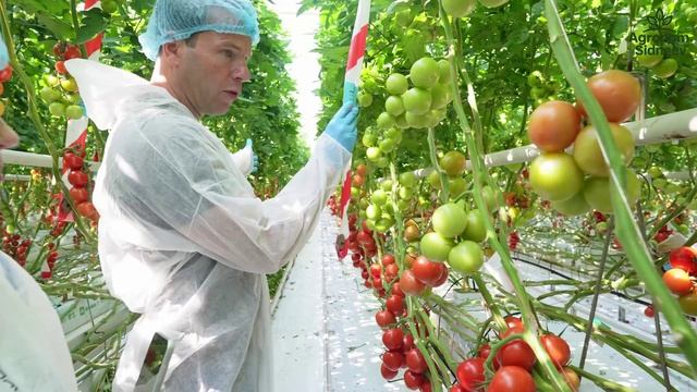 Амстердам - первая серия.