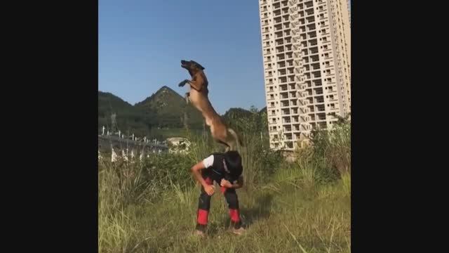 БЕЛЬГИЙСКАЯ ОВЧАРКА МАЛИНУА. ПРЫЖКИ И ТРЮКИ