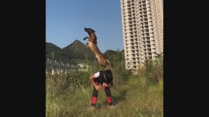 БЕЛЬГИЙСКАЯ ОВЧАРКА МАЛИНУА. ПРЫЖКИ И ТРЮКИ