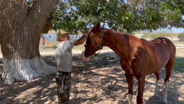 Двухлетний Архан – перспективный жеребец  ГБУ РД 