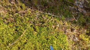 Лес ГРИБЫ Боровые и гиганты появились . Зонты пошли