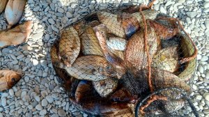 Ловля Ласкиря Морской карась в Чёрном море.Рыбалка в Крыму Ялта.