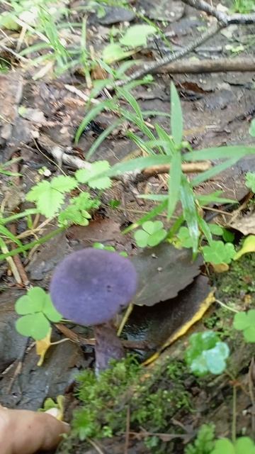 Паутинник фиолетовый. смотреть онлайн