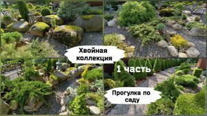 Коллекция хвойных. Прогулка по саду ( 1 часть ).
