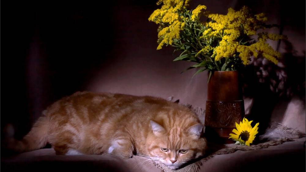 День благодарности рыжему коту смотреть онлайн