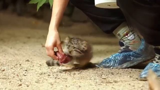 Маленькие котики.