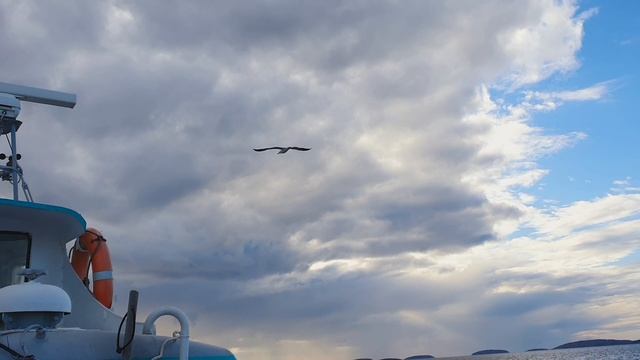 Соловецкая чайка. Наша попутчица. смотреть онлайн