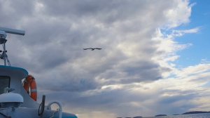 Соловецкая чайка. Наша попутчица.