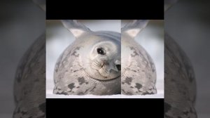 Тюлени