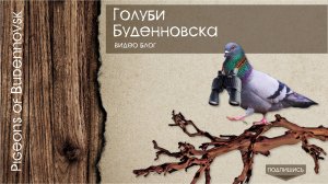 Мои бакинские голуби! Мраморные бакинцы, белые, головатые!