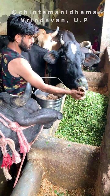 1 сентября. Мы расширяем благотворительность. Служение брахманам и коровам смотреть онлайн