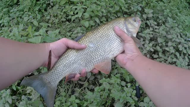 ГОЛАВЛЬ или ЯЗЬ ТРОФЕЙНЫЙ??? ПОЙМАЛ НЕВЕДОМУЮ РЫБИНУ!!! смотреть онлайн