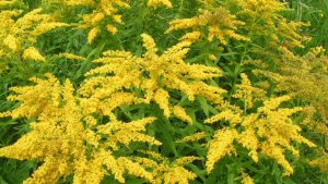 ДОБРОГО ОСЕННЕГО ПОНЕДЕЛЬНИКА!