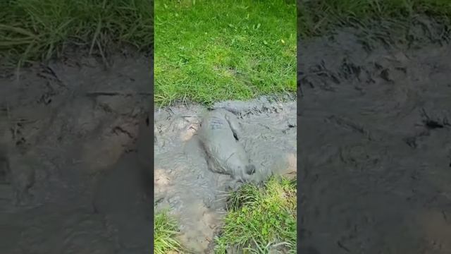 СМЕШНЫЕ ВИДЕО🙂 смотреть онлайн