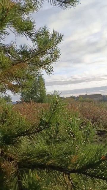 #осень #красиво #утродоброе