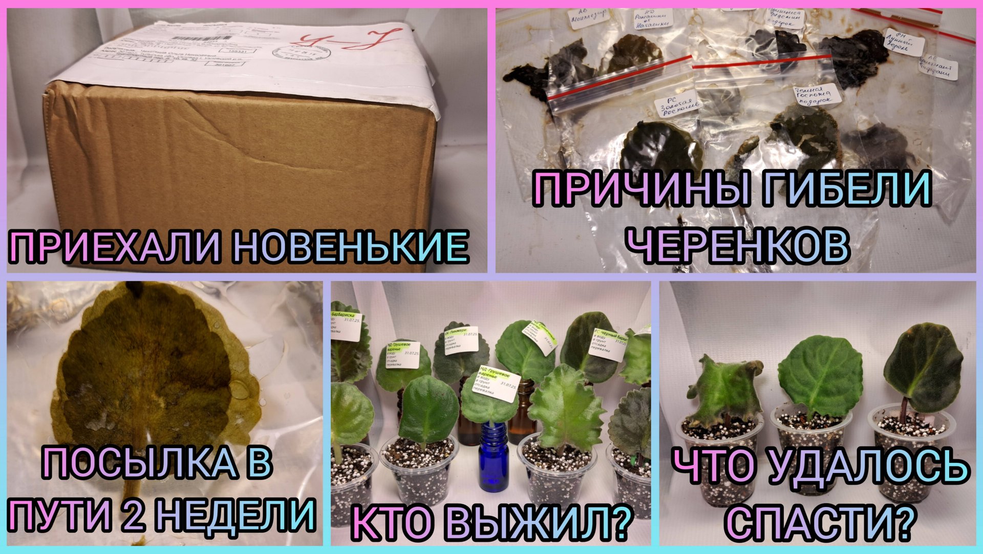 Посылка в пути 2 недели. Кто выжил? смотреть онлайн