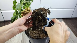 МАЛО КТО ЗНАЕТ ЧТО С ГЕРАНЬЮ ОСЕНЬЮ ДЕЛАЮТ ТОЛЬКО ТАК!