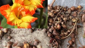 Как сохранились детки гладиолусов за зиму