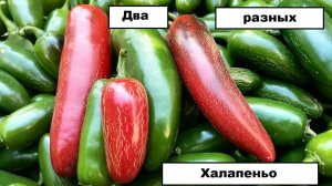 Острый перец Халапеньо, сорт Куатреро