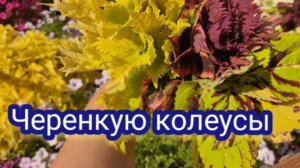 Пришла пора черенкования вегетативных растений. Первые на черенкование колеусы.