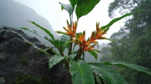 🌿 Расслабляющий утренний дождь для глубокого сна | Нежные звуки дождя успокаивают разум и тело