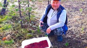 БРУСНИКА. Заготовка на зиму. Сколько надо на год?