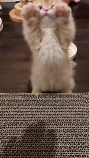 Рыжий котенок смотреть онлайн