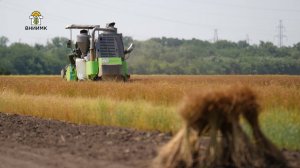Технология возделывания масличного льна