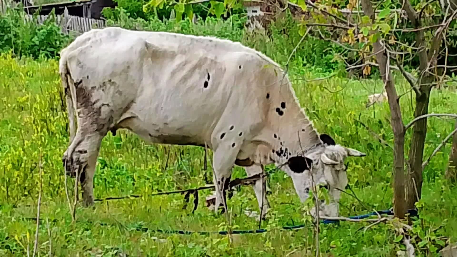 Говорят: "Снится корова, к рёву!" Такую увидишь, точно заревёшь!😭 смотреть онлайн