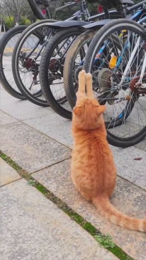 Улётные приколы