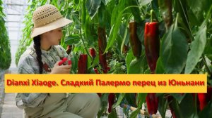 Dianxi Xiaoge. Сладкий Палермо перец из Юньнани