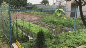 ЗАВЕРШАЮ ЛЕТНИЙ ОГОРОДНЫЙ СЕЗОН