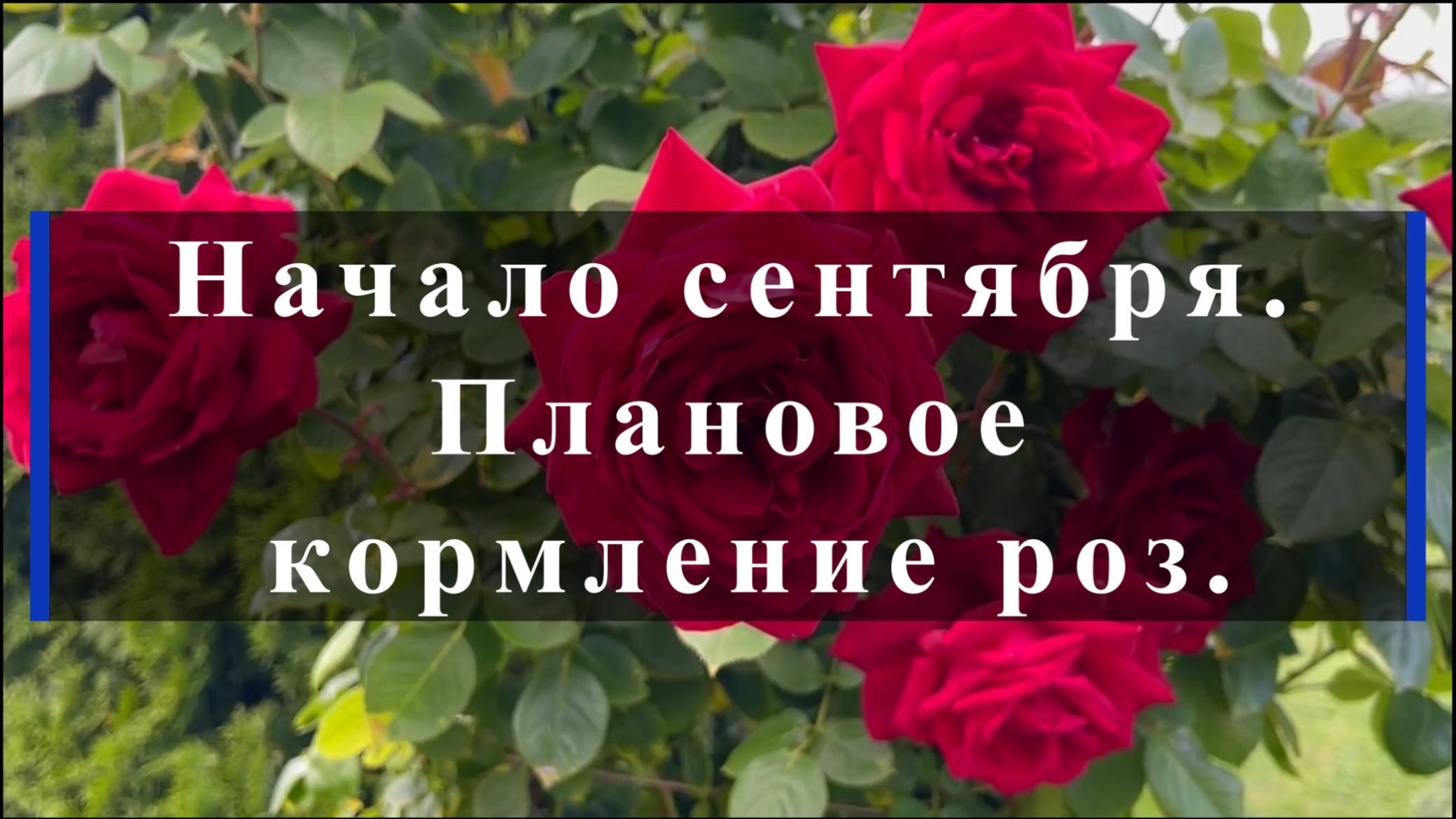 Начало сентября. Плановое кормление роз. смотреть онлайн