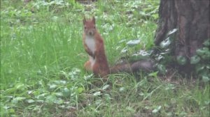 Сажаем. Малина, ежевика. Новые гортензии. Сарай снесен, полно мусора. Кто хотел белку, пожалуйста!