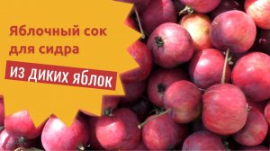 Яблочный сок для сидра из диких яблок