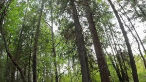 Много лосиных переходов. Грибов и кедровой шишки.