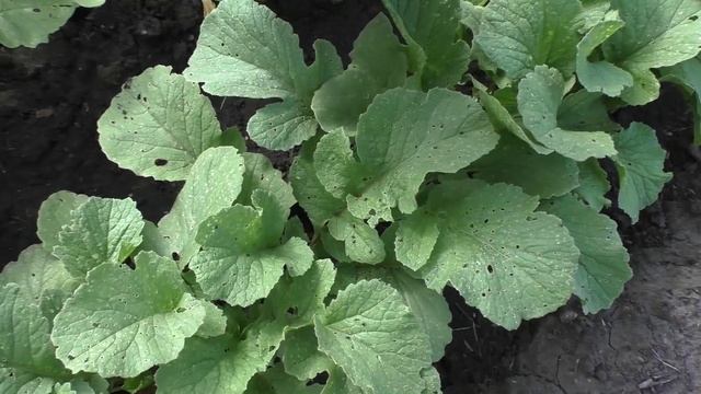 Убираю позднюю редиску 2 сентября